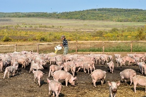 Белорусский вариант выращивания свинины опробуют в амурских хозяйствах