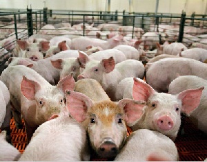 Минсельхоз России провел анализ развития подотрасли свиноводства за 2014 год.