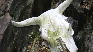 В Прикамье обнаружены пять заброшенных сибиреязвенных скотомогильников