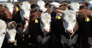 «Русское подворье» развивает направление мясопереработки