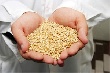 "Мираторг" планирует увеличить производство комбикормов в 2013 году до 1,12 млн тонн