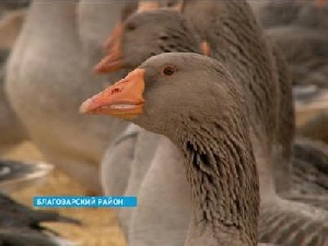 В Башкирии выведена и запатентована новая порода гусей