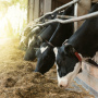 Россельхозбанк собрался банкротить производителя скота из Ленобласти «Сельцо»