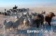 Поголовье скота в Туве выросло за пять лет почти в полтора раза