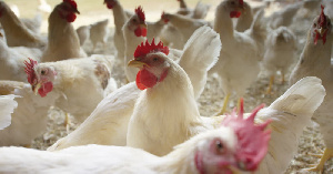 «Кузбасский бройлер» увеличил объем выпуска продукции на 10%