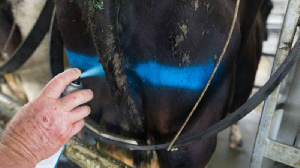 Готовится маркировка домашнего скота и птицы