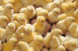 Предприятия АПК Свердловской области регистрируют помет как продукцию