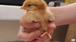 Вырастут или нет: что говорят владимирские эксперты о ценах на курицу?