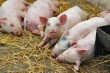 Белоруссия из-за АЧС на 18% сократила поголовье свиней