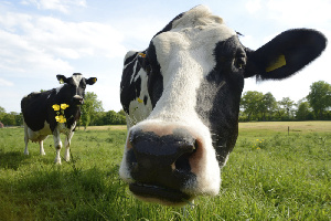 Аграрии Иркутской области нарастили производство мяса и молока