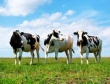 Агропромышленная группа «Молочный продукт» отмечает День работника сельского хозяйства