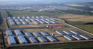 Последняя птицефабрика Самарской области оказалась на грани закрытия