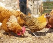 Объем российского рынка мяса птицы в 2011 году увеличился на 2,7%
