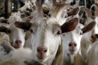 Кардымовские козы станут новым брендом Смоленской области