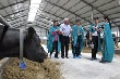 Сняли сливки. Китайским журналистам в Домодедове показали коров