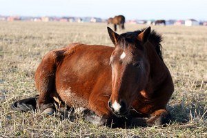  В Азербайджане обнаружены подготовленные к незаконной продаже 156 кг. конины 