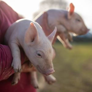 В Кыргызстане потяжелели свиньи на продажу