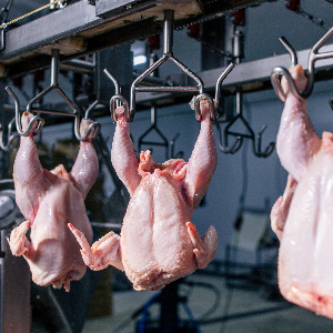 Более 4 млрд рублей проинвестируют в производство мяса курицы в Подмосковье