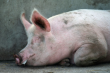 В мире зарегистрированы новые случаи африканской чумы свиней