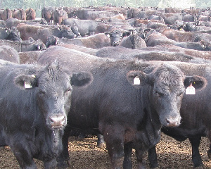 Выручка «Брянской мясной компании» в 2018 году составила 21,9 млрд рублей