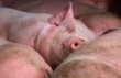 В Канаде продолжают выявлять новые случаи эпидемической диареи свиней