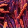 Лантибиотики – новое слово в борьбе с опасными пищевыми бактериями