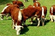 Тюменский фермер перепродает закупленный в Европе элитный скот в Казахстан