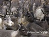 Представители Германии приедут в Яр-Сале для подписания контракта на поставку оленины