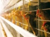В Челябинской области за три года запустят две птицефабрики