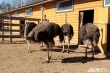 Алтайских фермеров призвали разводить страусов