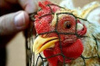 Беларусь ввела очередной запрет на ввоз мяса птицы из Польши