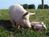 Татарстан вводит запрет на выращивание свиней в ЛПХ