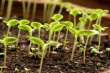 Правительство отложит введение в России сертификации ГМО-семян