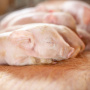 Восточно-Сибирский свинокомплекс «Сибагро» в Бурятии наращивает темпы производства