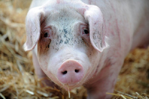 Закупочные цены на свиней в Украине растут третью неделю подряд