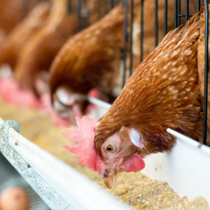 Ворсменская птицефабрика частично погасила долг перед сотрудниками