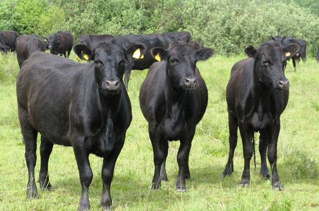 Агрокомплекс реализует бычков