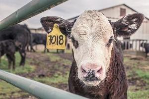 В ЕАЭС планируется создавать межгосударственные кластеры мясного скотоводства