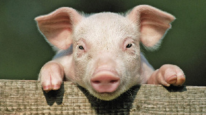 Восточно-Сибирский свинокомплекс признан лучшим экспортером ДФО