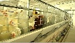 Современное состояние рынка оборудования для промышленного птицеводства Современное состояние рынка оборудования для промышленного птицеводства