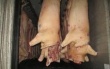 В Крым не пустили 15 тонн петлюровской свинины