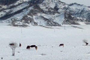 В связи с бескормицей в горах Алтая многие прогнозируют массовую гибель скота