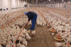 Владельца красноярской птицефабрики оштрафовали на 133 тысячи рублей за множественные нарушения биозащиты