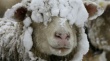 В Сыктывкар завезли больных бруцеллезом овец из Дагестана