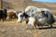 Монголия заинтересована в поставках мяса в Евросоюз