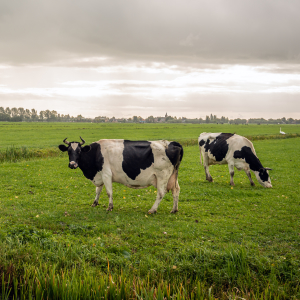 Голландия закрывает 3000 ферм, чтобы бороться с изменением климата