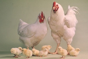 Украина увеличила экспорт мяса птицы на 22%