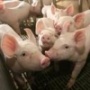 ПОГОЛОВЬЕ Поголовье свиней во всех категориях хозяйств России на 1 октября 2010 года, по данным Росстата, составило 18 717 тыс. голов, что на 0,7% меньше, чем на аналогичную дату 2009 года и на 0,5% меньше, чем на 1 сентября 2010 года. Снижение данного по