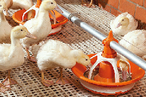 "Донстар" Вадима Ванеева признали банкротом