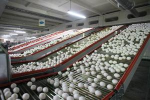 Птицефабрика "Пышминская" в I квартале увеличила производство яиц на 4,5%